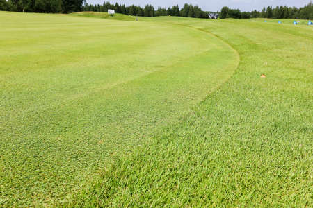 Green grass on a golf course, lens flare on sun set evening timeの写真素材