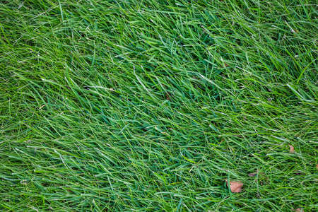 Green grass field, green lawn. Green grass for the golf course, soccer, football, sport. Green turf grass texture and background. High quality photoの写真素材