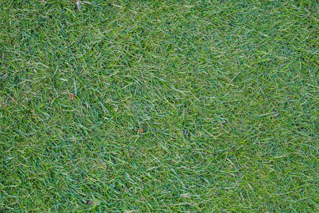 Green grass field, green lawn. Green grass for the golf course, soccer, football, sport. Green turf grass texture and background. High quality photoの写真素材