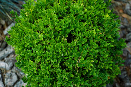 Top view, green plant in the shape of the ball, close-up. High quality photoの写真素材