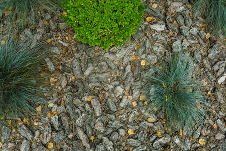 Background, green leaves, pine needles, stones. High quality photo