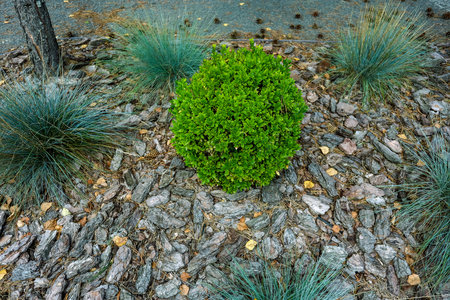Top view, green plant in the shape of the ball, close-up. High quality photoの写真素材