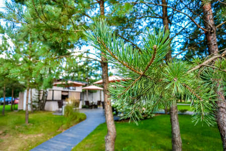 Close-up of the pine tree branch on the background of a cafe. High quality photoの写真素材