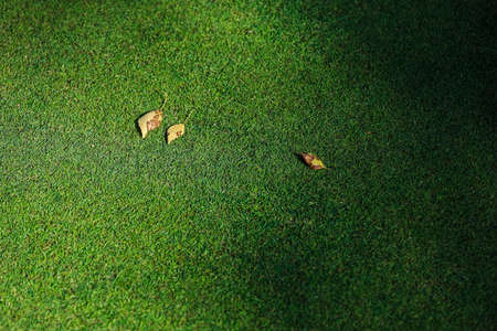 Yellow leaves on green grass the golf course. High quality photoの写真素材