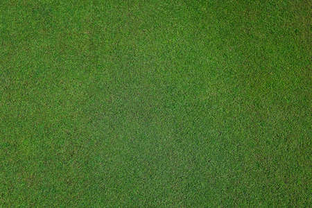 Natural grass in a golf field top viewの写真素材