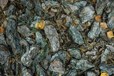 Background, green leaves, pine needles, stones. High quality photoの写真素材