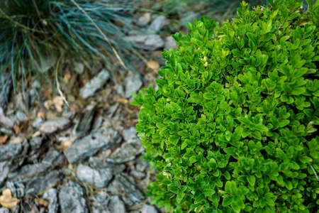 Top view, green plant in the shape of the ball, close-up. High quality photoの写真素材