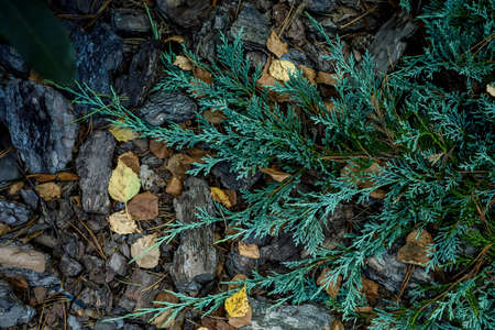 Background, green leaves, pine needles, stones. High quality photoの写真素材