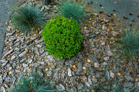 Top view, green plant in the shape of the ball, close-up. High quality photoの写真素材