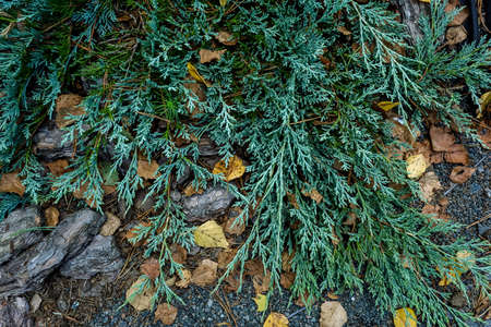 Background, green leaves, pine needles, stones. High quality photoの写真素材