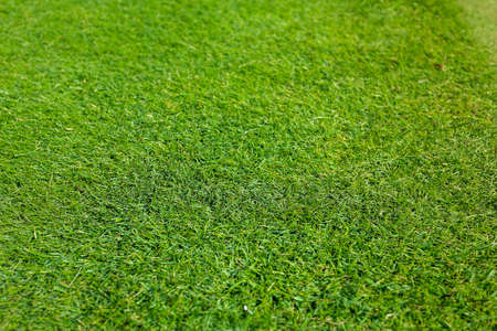 high angle view of a green grass background. High quality photoの写真素材