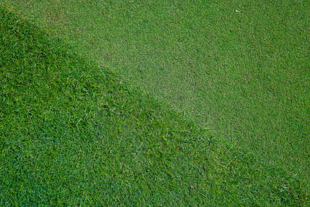 Natural grass in a golf field top viewの写真素材