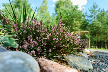 Calluna heather growing among a stones, close-up. High quality photoの写真素材