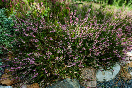 Calluna heather growing among a stones, close-up. High quality photoの写真素材