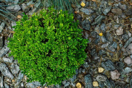 Top view, green plant in the shape of the ball, close-up. High quality photoの写真素材