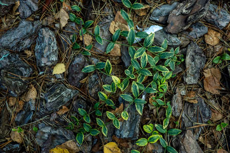 Background, green leaves, pine needles, stones. High quality photoの写真素材