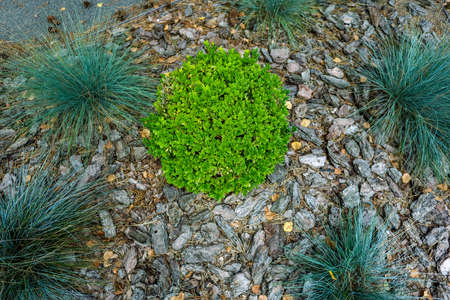 Top view, green plant in the shape of the ball, close-up. High quality photoの写真素材