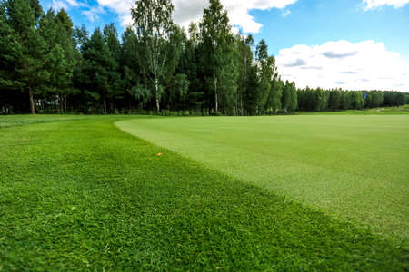 Fresh green grass background turf a top view. High quality photoの写真素材