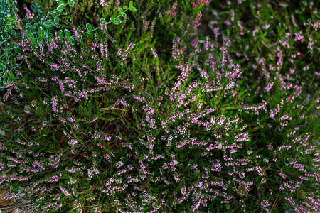 Calluna heather growing among a stones, close-up. High quality photoの写真素材