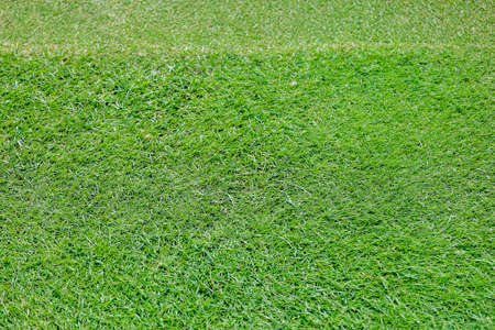 Green grass on a golf course in the evening. High quality photoの写真素材