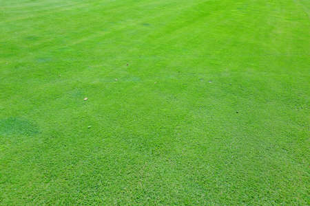 On a golf course green grass in the evening. High quality photoの写真素材