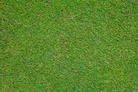 Green grass on a golf course in the evening. High quality photoの写真素材