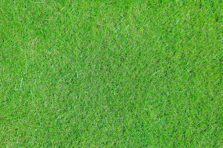 On a golf course green grass in the evening. High quality photoの写真素材