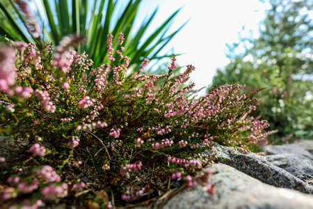 Calluna heather growing among a stones, close-up. High quality photoの写真素材