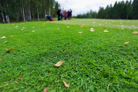 Yellow leaves on green grass the golf course. High quality photoの写真素材