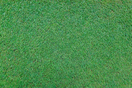 Green grass on a golf course in the evening. High quality photoの写真素材
