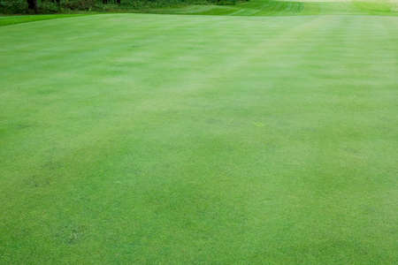 Green grass on a golf course in the evening. High quality photoの写真素材