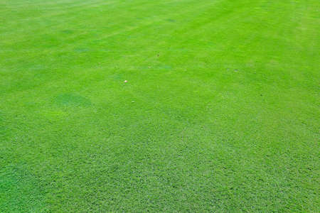Green grass on a golf course in the evening. High quality photoの写真素材