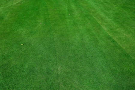 On a golf course green grass in the evening. High quality photoの写真素材