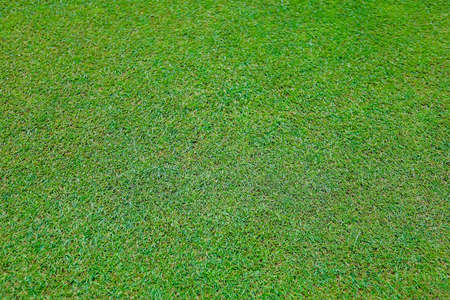 Green grass on a golf course in the evening. High quality photoの写真素材