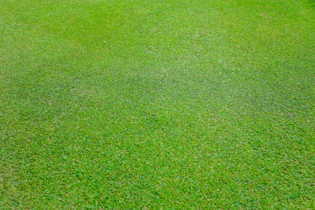Green grass on a golf course in the evening. High quality photoの写真素材
