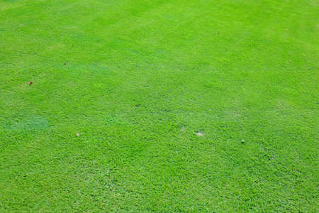 On a golf course green grass in the evening. High quality photoの写真素材