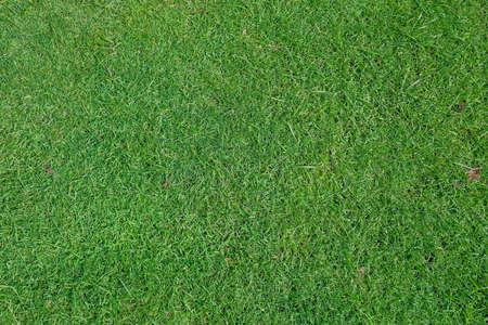 Green grass on a golf course in the evening. High quality photoの写真素材