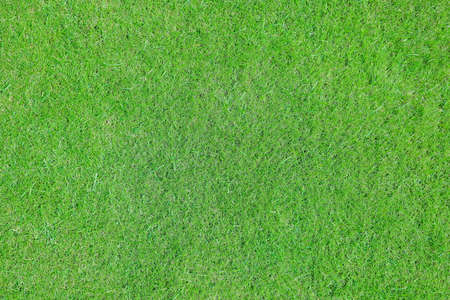 On a golf course green grass in the evening. High quality photoの写真素材