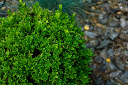 Top view, green plant in the shape of the ball, close-up. High quality photo