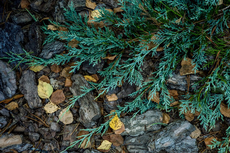 Background, green leaves, pine needles, stones. High quality photoの写真素材