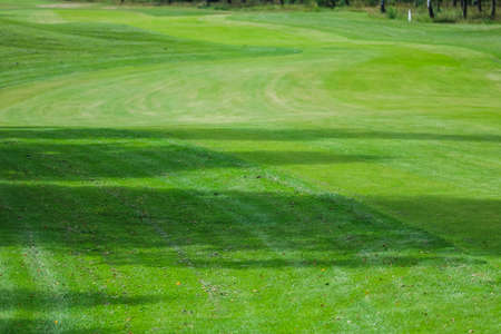 green grass texture of the golf course for background. High quality photoの写真素材