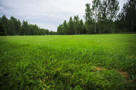 Green field against the background of forest and a blue sky.の写真素材