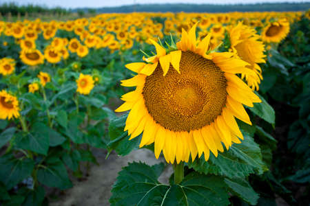 Close-up sunflower at sunset in a field. High quality photoの写真素材