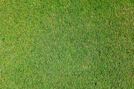Green grass on a golf course in the evening. High quality photoの写真素材