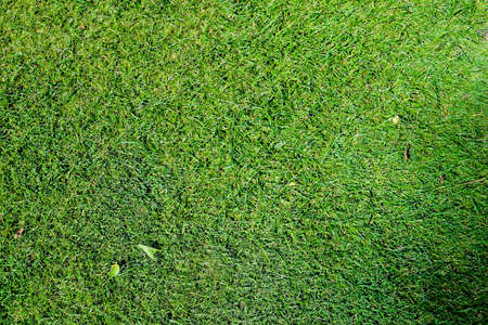 Green grass on a golf course in the evening. High quality photoの写真素材