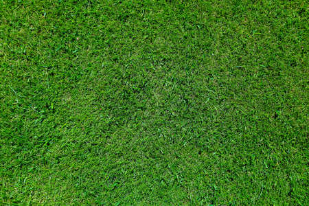Green grass on a golf course in the evening. High quality photoの写真素材