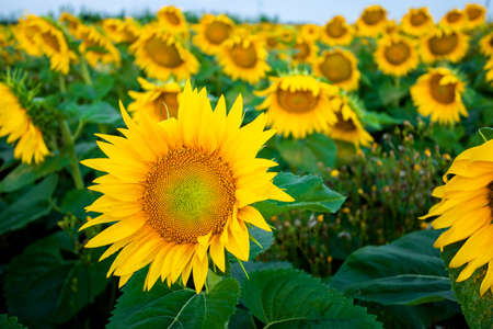 Close-up sunflower at sunset in a field. High quality photoの写真素材