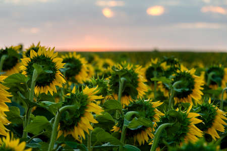 Sunflowers from the back at sunset in a field against the sky in the clouds. High quality photoの写真素材