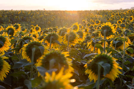 Sunflowers from the back at sunset in a field against the sky in the clouds. High quality photoの写真素材