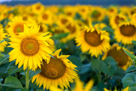 Sunflowers at sunset in the field against the sky in a clouds. High quality photoの写真素材